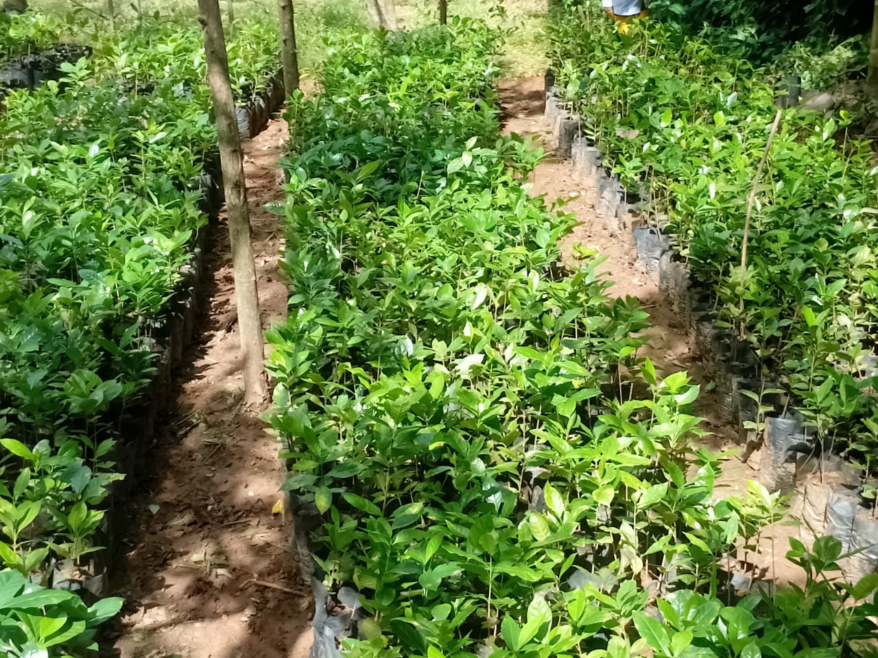ග්‍රාමීය ගොවීන්ගේ සබඳතාවය: මොණරාගලේ අරාබිකා කෝපි වගා 26,150 ක් සාර්ථකව රෝපණයයි